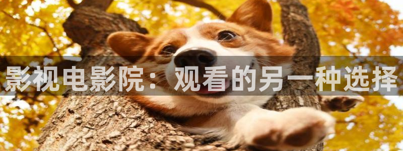 樱花视频电视剧