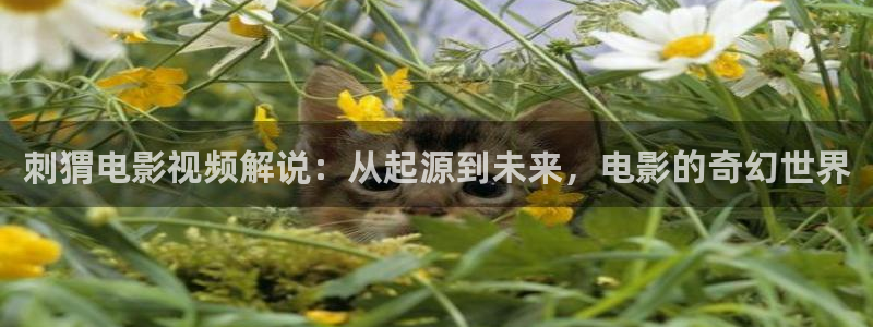 樱花视频高清在线观看完整版