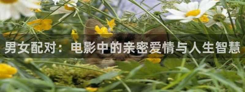 樱花视频伦理：男女配对：电影中的亲密爱情与人生智慧